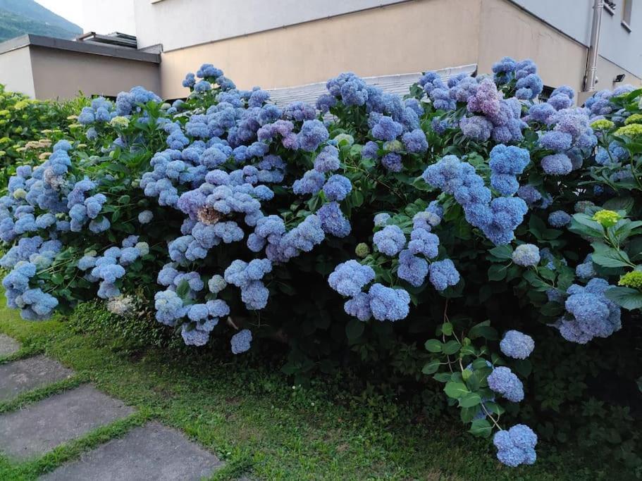 莫尔贝尼奥La Begonia公寓 外观 照片